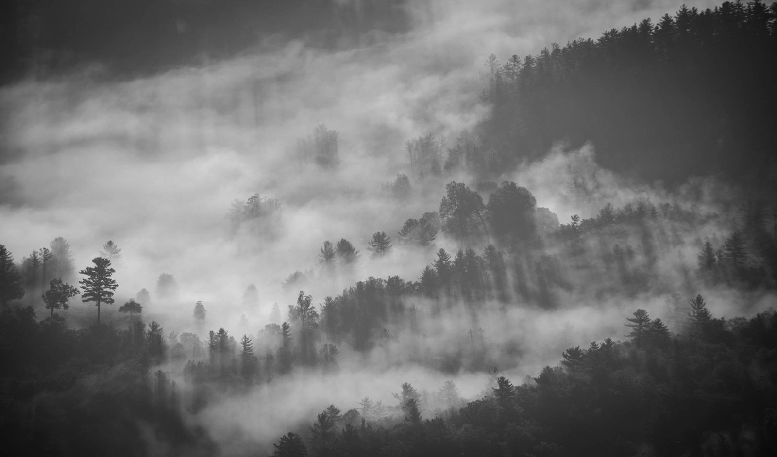 Mist drifting across a mountain forest